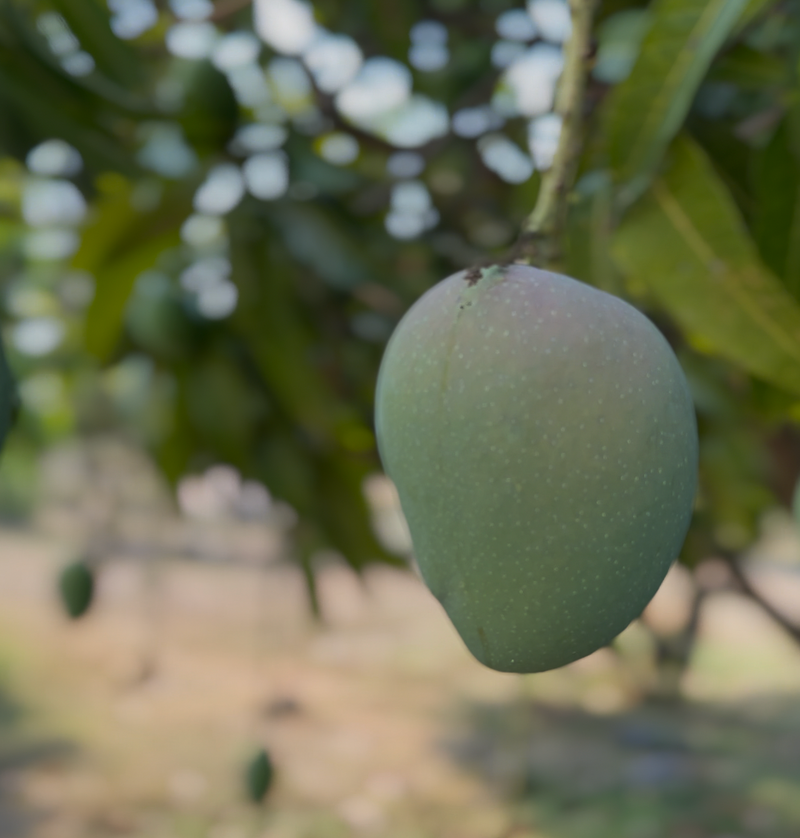 Alphonso